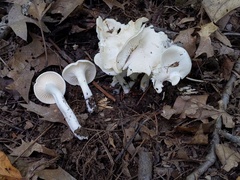 Cuphophyllus angustifolius