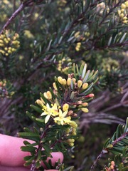 Leionema phylicifolium