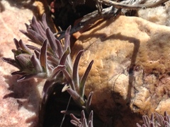 Castilleja cinerea
