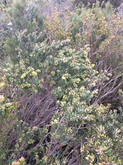Leionema phylicifolium
