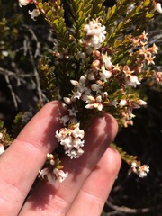 Acrothamnus hookeri