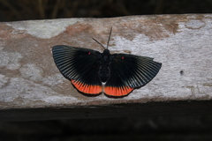 Lyropteryx apollonia