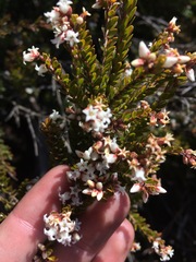 Acrothamnus hookeri