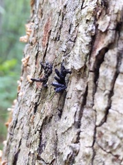 Xylaria longiana