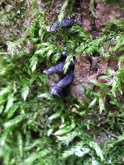 Xylaria longiana
