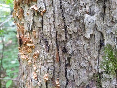 Xylaria longiana