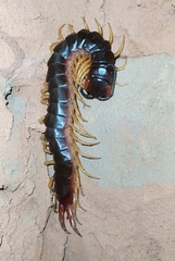 Scolopendra viridicornis