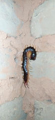 Scolopendra viridicornis