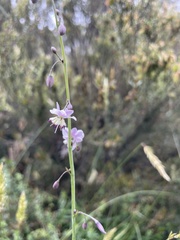 Arthropodium milleflorum