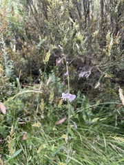 Arthropodium milleflorum
