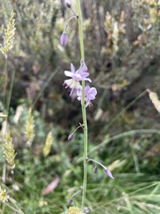 Arthropodium milleflorum
