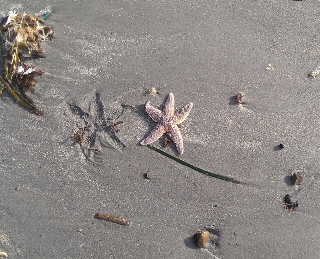 Common Sea Star from York Harbor, York, ME 03909, USA on July 7, 2014 ...