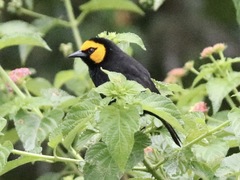 Ploceus melanogaster