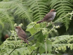 Cisticola chubbi