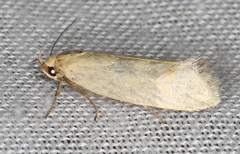 Microbela