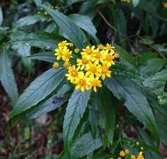 Tetrachyron manicatum