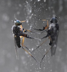 Campsicnemus philoctetes