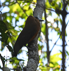 Perissocephalus tricolor