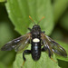 North American Elm Sawfly - Photo (c) Danny Barron, some rights reserved (CC BY-NC-ND)