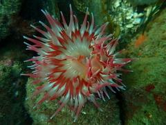 Urticina piscivora