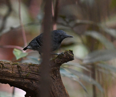 Hypocnemoides melanopogon