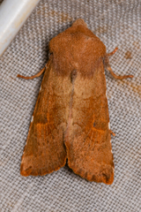 Orthosia ferrigera
