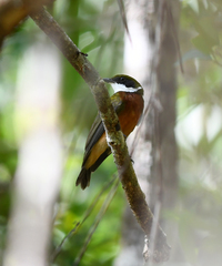 Heterocercus flavivertex