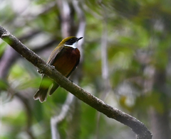 Heterocercus flavivertex