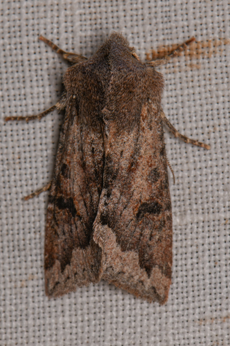 Orthosia erythrolita