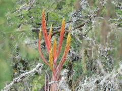 Tillandsia inopinata