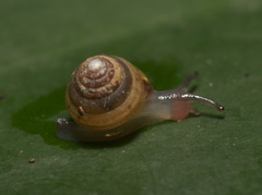 Kaliella