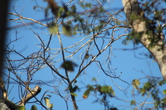 Vireo solitarius