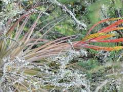 Tillandsia inopinata