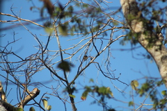 Vireo solitarius