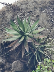 Agave obscura