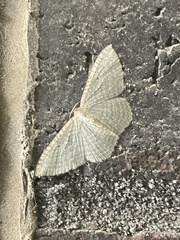Poecilasthena pulchraria
