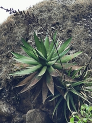 Agave obscura