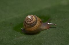 Kaliella