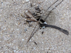 Dorymyrmex antillanus