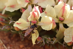 Lechenaultia macrantha