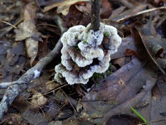 Thelephora americana