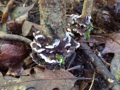 Thelephora americana