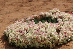 Lechenaultia macrantha