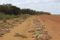 Lechenaultia macrantha