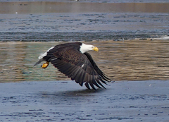 Haliaeetus leucocephalus