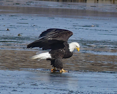 Haliaeetus leucocephalus