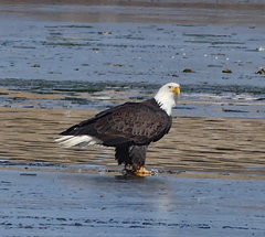 Haliaeetus leucocephalus