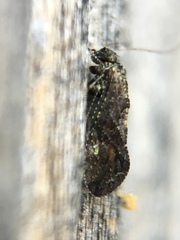 Psocodea