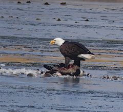 Haliaeetus leucocephalus