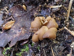 Microglossum olivaceum